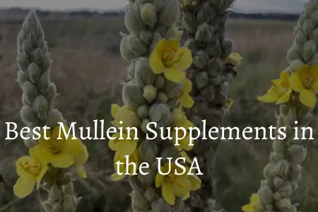 Best Mullein Supplements in the USA
